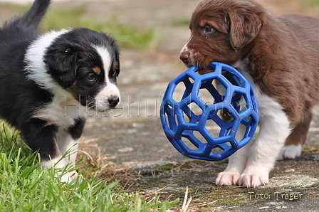 Australian Shepherd / Bild 21 von 56 / 27.04.2014 10:54 / DSC_7060.JPG