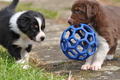 Australian Shepherd / Bild 105 von 140 / 27.04.2014 10:54 / DSC_7060.JPG