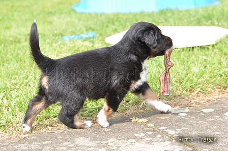 Australian Shepherd / Bild 20 von 56 / 27.04.2014 10:59 / DSC_7162.JPG