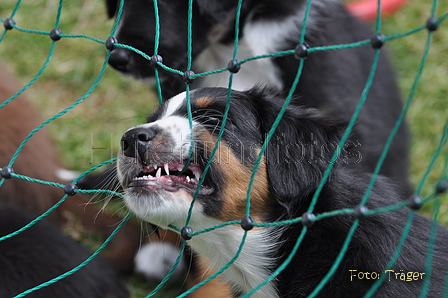 Australian Shepherd / Bild 19 von 56 / 16.05.2014 13:50 / DSC_8956.JPG