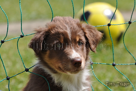 Australian Shepherd / Bild 18 von 56 / 16.05.2014 13:56 / DSC_8985.JPG