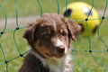 Australian Shepherd / Bild 102 von 140 / 16.05.2014 13:56 / DSC_8985.JPG