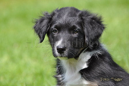 Australian Shepherd / Bild 17 von 56 / 16.05.2014 14:02 / DSC_9043.JPG