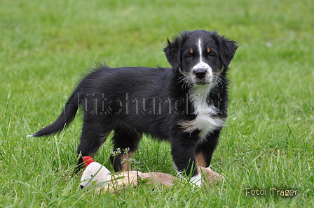 Australian Shepherd / Bild 16 von 56 / 16.05.2014 14:04 / DSC_9065.JPG