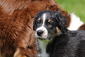 Australian Shepherd / Bild 99 von 140 / 16.05.2014 14:06 / DSC_9115.JPG