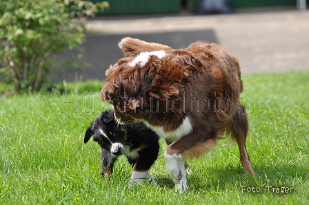 Australian Shepherd / Bild 14 von 56 / 16.05.2014 14:07 / DSC_9131.JPG