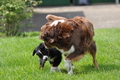 Australian Shepherd / Bild 98 von 140 / 16.05.2014 14:07 / DSC_9131.JPG