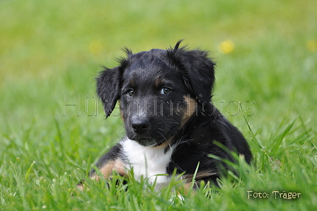 Australian Shepherd / Bild 13 von 56 / 16.05.2014 14:21 / DSC_9255.JPG