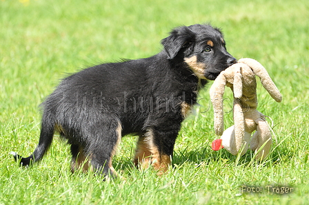 Australian Shepherd / Bild 12 von 56 / 16.05.2014 14:25 / DSC_9286.JPG