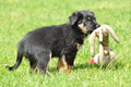 Australian Shepherd / Bild 96 von 140 / 16.05.2014 14:25 / DSC_9286.JPG