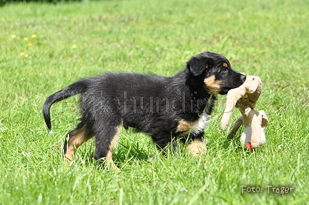 Australian Shepherd / Bild 11 von 56 / 16.05.2014 14:25 / DSC_9294.JPG