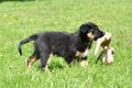 Australian Shepherd / Bild 95 von 140 / 16.05.2014 14:25 / DSC_9294.JPG