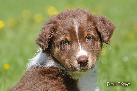 Australian Shepherd / Bild 10 von 56 / 16.05.2014 14:35 / DSC_9395.JPG