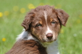 Australian Shepherd / Bild 94 von 140 / 16.05.2014 14:35 / DSC_9395.JPG