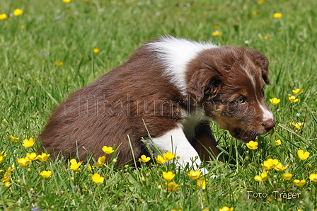 Australian Shepherd / Bild 9 von 56 / 16.05.2014 14:35 / DSC_9397.JPG