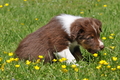 Australian Shepherd / Bild 93 von 140 / 16.05.2014 14:35 / DSC_9397.JPG