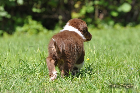 Australian Shepherd / Bild 8 von 56 / 16.05.2014 14:39 / DSC_9472.JPG