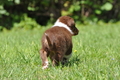 Australian Shepherd / Bild 92 von 140 / 16.05.2014 14:39 / DSC_9472.JPG