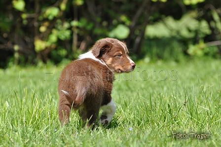 Australian Shepherd / Bild 7 von 56 / 16.05.2014 14:39 / DSC_9475.JPG