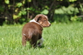 Australian Shepherd / Bild 91 von 140 / 16.05.2014 14:39 / DSC_9475.JPG