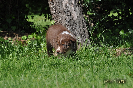 Australian Shepherd / Bild 6 von 56 / 16.05.2014 14:41 / DSC_9497.JPG