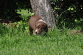 Australian Shepherd / Bild 90 von 140 / 16.05.2014 14:41 / DSC_9497.JPG