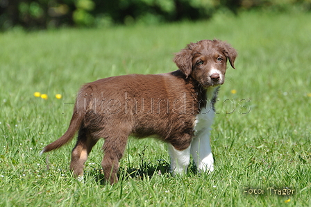 Australian Shepherd / Bild 5 von 56 / 16.05.2014 14:43 / DSC_9515.JPG