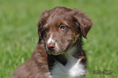 Australian Shepherd / Bild 4 von 56 / 16.05.2014 14:44 / DSC_9521.JPG