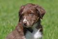 Australian Shepherd / Bild 88 von 140 / 16.05.2014 14:44 / DSC_9521.JPG