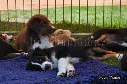 Australian Shepherd / Bild 3 von 56 / 16.05.2014 15:00 / DSC_9600.JPG