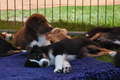 Australian Shepherd / Bild 87 von 140 / 16.05.2014 15:00 / DSC_9600.JPG