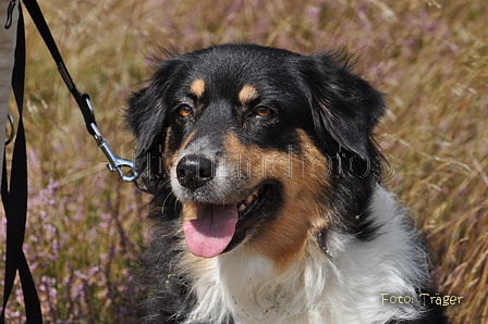 Australian Shepherd / Bild 2 von 56 / 24.08.2014 12:34 / DSC_6890.JPG