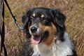 Australian Shepherd / Bild 86 von 140 / 24.08.2014 12:34 / DSC_6890.JPG