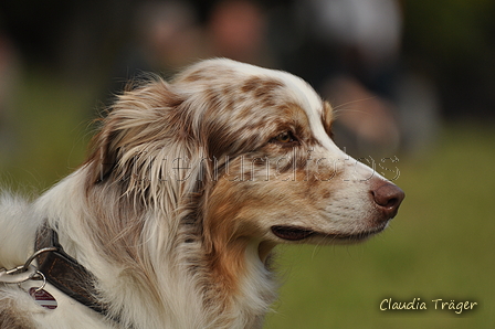 Australian Shepherd / Bild 1 von 56 / 10.09.2017 14:54 / DSC_5633.JPG