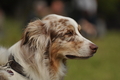 Australian Shepherd / Bild 85 von 140 / 10.09.2017 14:54 / DSC_5633.JPG