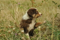 Australian Shepherd / Bild 84 von 140 / 03.09.2018 10:18 / DSC_1604.JPG