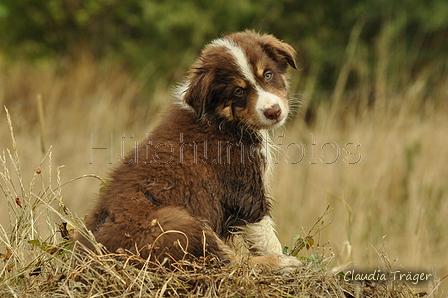 Australian Shepherd / Bild 83 von 140 / 03.09.2018 10:18 / DSC_1624.JPG