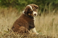 Australian Shepherd / Bild 83 von 140 / 03.09.2018 10:18 / DSC_1624.JPG