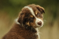 Australian Shepherd / Bild 82 von 140 / 03.09.2018 10:18 / DSC_1627.JPG