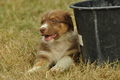 Australian Shepherd / Bild 81 von 140 / 03.09.2018 10:19 / DSC_1638.JPG