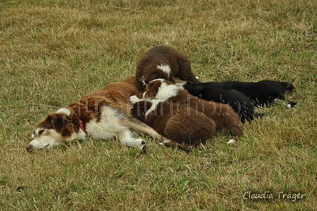 Australian Shepherd / Bild 80 von 140 / 03.09.2018 10:20 / DSC_6957.JPG