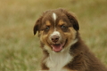 Australian Shepherd / Bild 79 von 140 / 03.09.2018 10:22 / DSC_1737.JPG