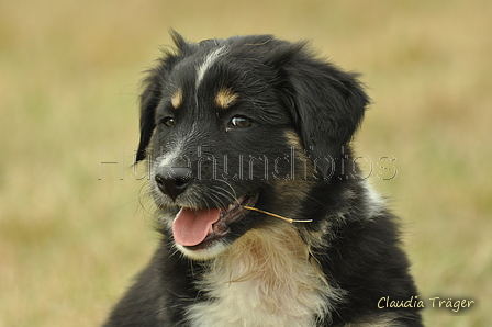 Australian Shepherd / Bild 78 von 140 / 03.09.2018 10:22 / DSC_1742.JPG