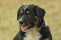 Australian Shepherd / Bild 78 von 140 / 03.09.2018 10:22 / DSC_1742.JPG