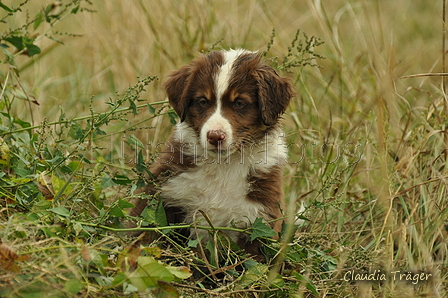 Australian Shepherd / Bild 77 von 140 / 03.09.2018 10:23 / DSC_1745.JPG