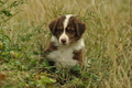 Australian Shepherd / Bild 77 von 140 / 03.09.2018 10:23 / DSC_1745.JPG