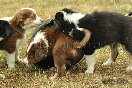 Australian Shepherd / Bild 75 von 140 / 03.09.2018 10:25 / DSC_1795.JPG