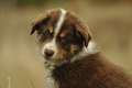 Australian Shepherd / Bild 74 von 140 / 03.09.2018 10:28 / DSC_1821.JPG