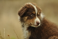 Australian Shepherd / Bild 73 von 140 / 03.09.2018 10:28 / DSC_1824.JPG