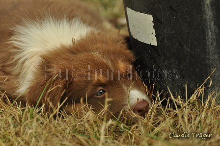 Australian Shepherd / Bild 72 von 140 / 03.09.2018 10:31 / DSC_1894.JPG